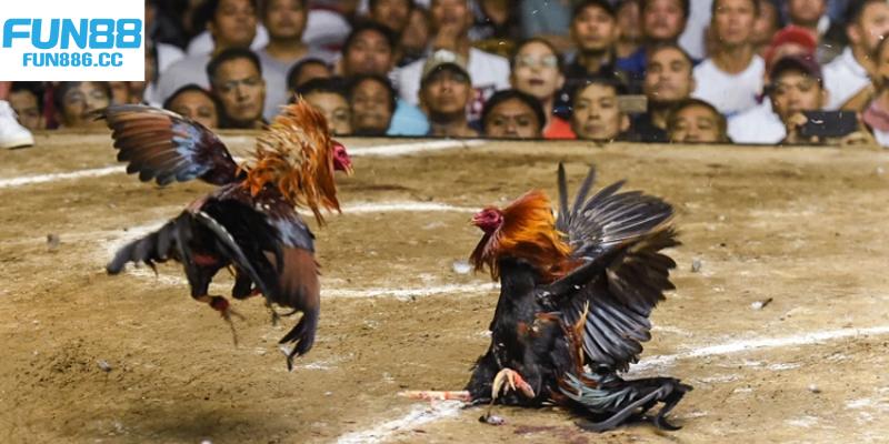 Đá Gà Fun88 - Cá Cược Chọi Gà Gay Cấn Top 1 Châu Á 1 da ga fun88