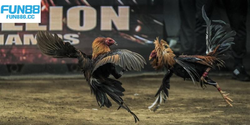 Đá Gà Fun88 - Cá Cược Chọi Gà Gay Cấn Top 1 Châu Á 5 Luật thi đấu đá gà Fun88 cơ bản bạn cần tuân thủ
