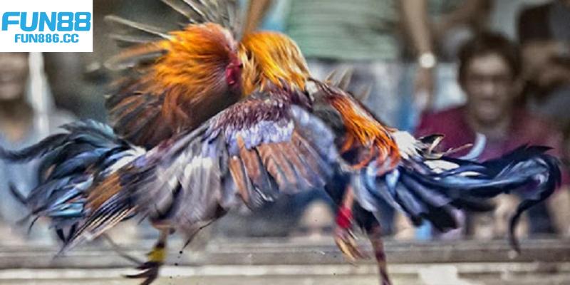 Đá Gà Fun88 - Cá Cược Chọi Gà Gay Cấn Top 1 Châu Á 3 Lý do bạn nên chọn cá cược chọi gà tại Fun88